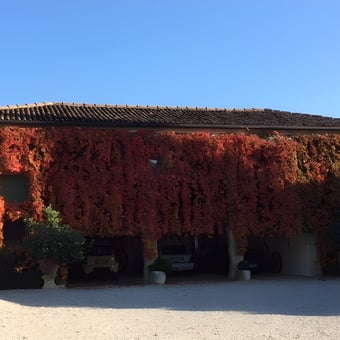Garage with Ivy-Covered Exterior and Classic Cars - Verona IT400yrold from Bethesda, MD