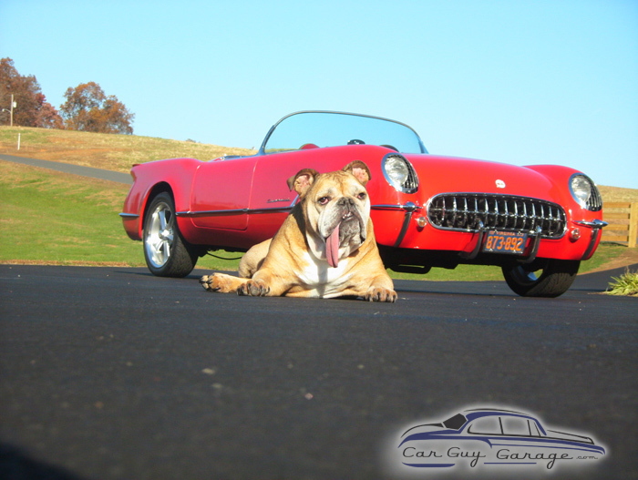 Cisco the dog from Aroda, VA