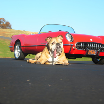 Classic Red Convertible with Bulldog on Driveway - Cisco from Aroda, VA