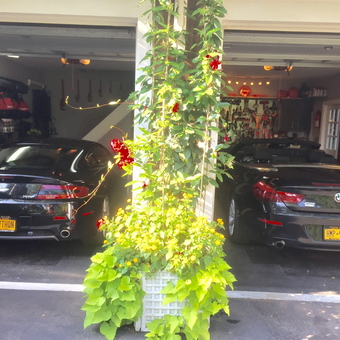 Dual Luxury Cars and Organized Tool Storage - Lou's Garage from Garden City, NY