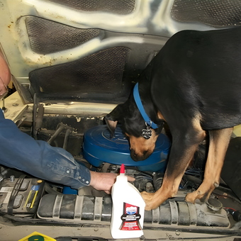 Man and Dog Inspecting Car Engine with Oil Bottle - Suz (Ruger) from Palmer, AK