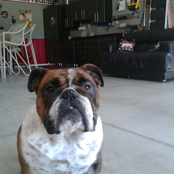 Ohio State themed garage with cabinets and couch - Jim (Chewy) from Lewistown, OH