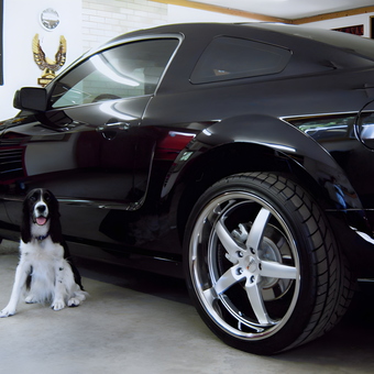Black Mustang with Wall Signs in Garage - Eileen from Apple Valley, MN