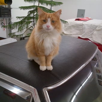 Classic Car with Vinyl Roof and Decorated Garage - Jerry