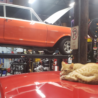 Classic Car Lift, Garage Signs, and Cat - Butch from Dothan, AL