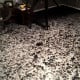 Angel Wings Basecoat With Black Effects Metallic Epoxy Angel Wings Basecoat With Black Effects Metallic Epoxy